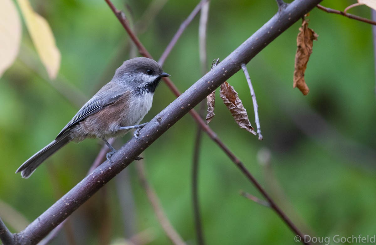 Boreal Chickadee - ML180442761