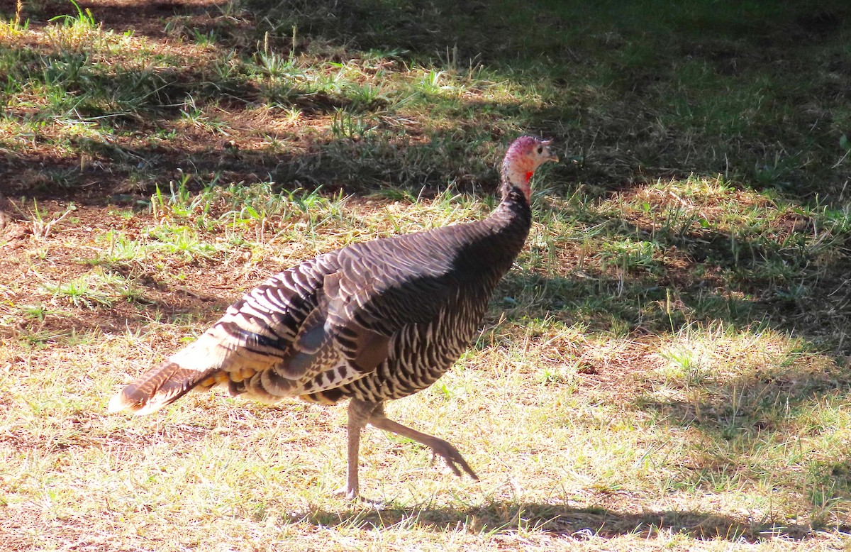 Wild Turkey - ML180443631