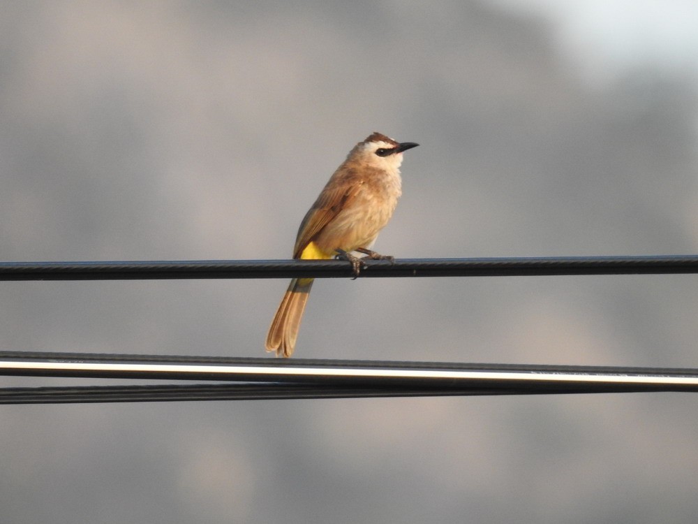 Yellow-vented Bulbul - Michaela & Klemens Wernisch