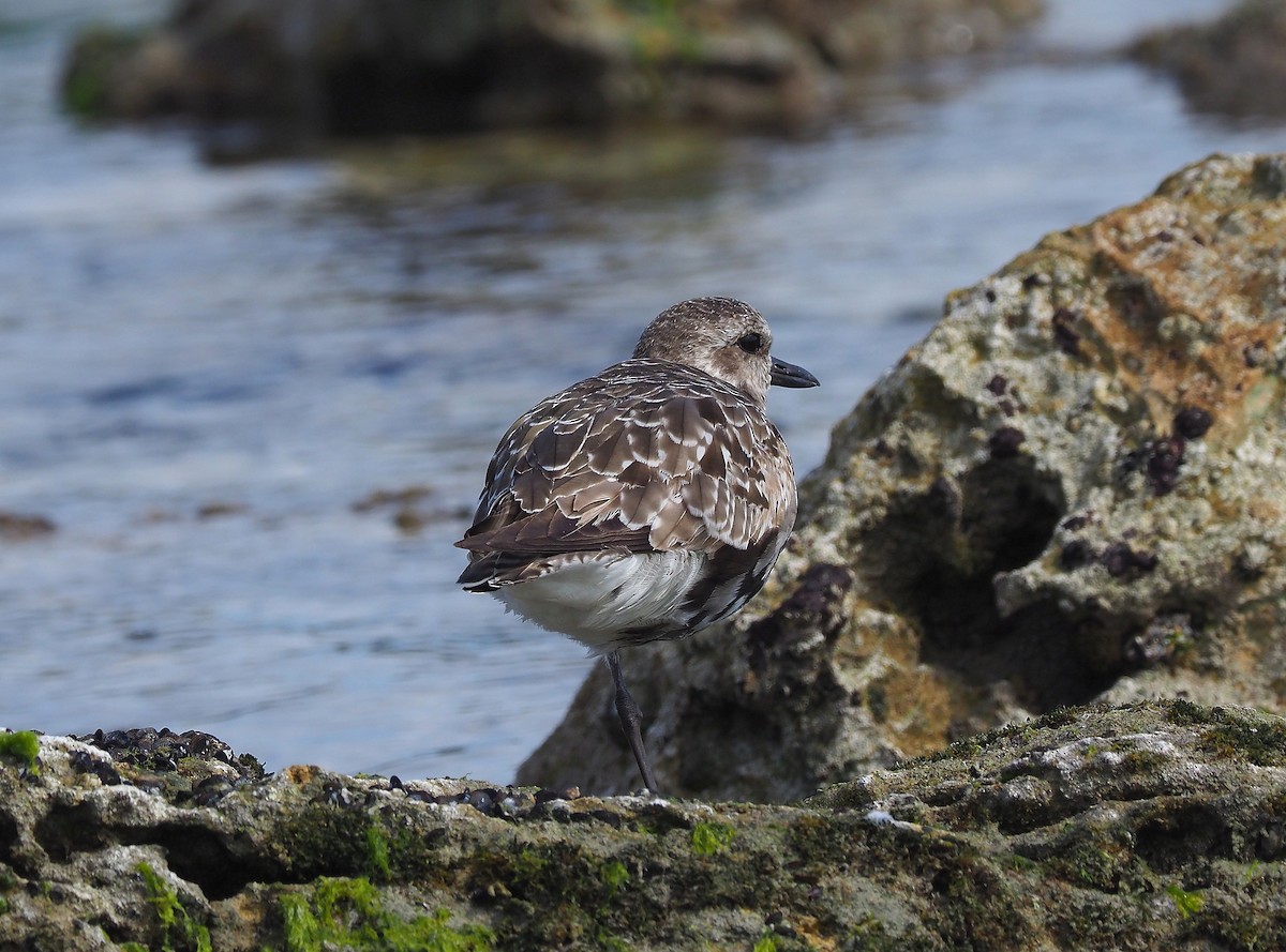 Black-bellied Plover - John Baas