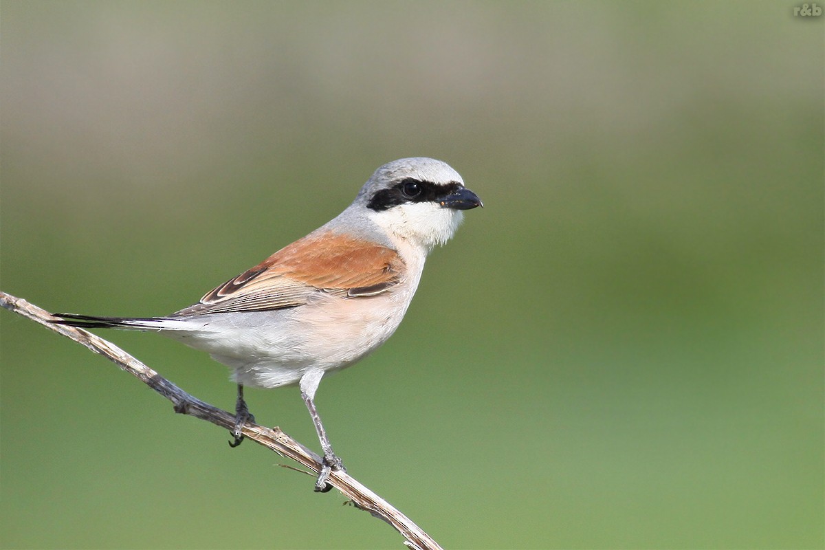 Red-backed Shrike - Manuela Marques