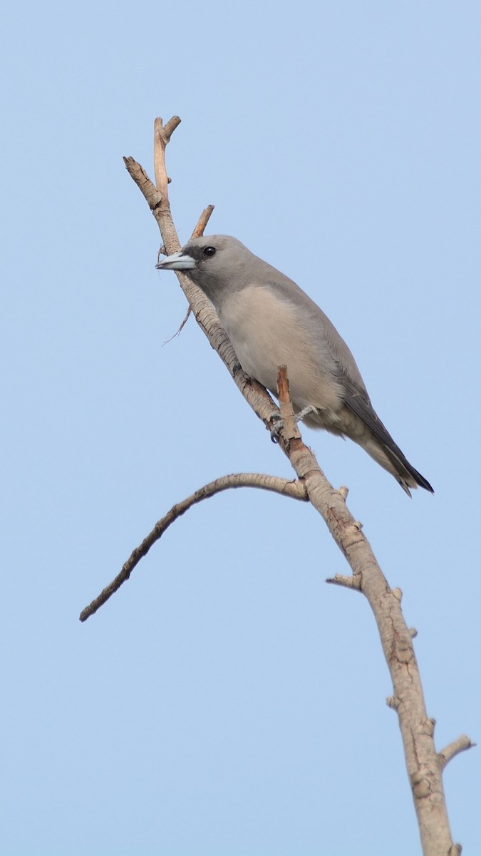 Ashy Woodswallow - ML180449701