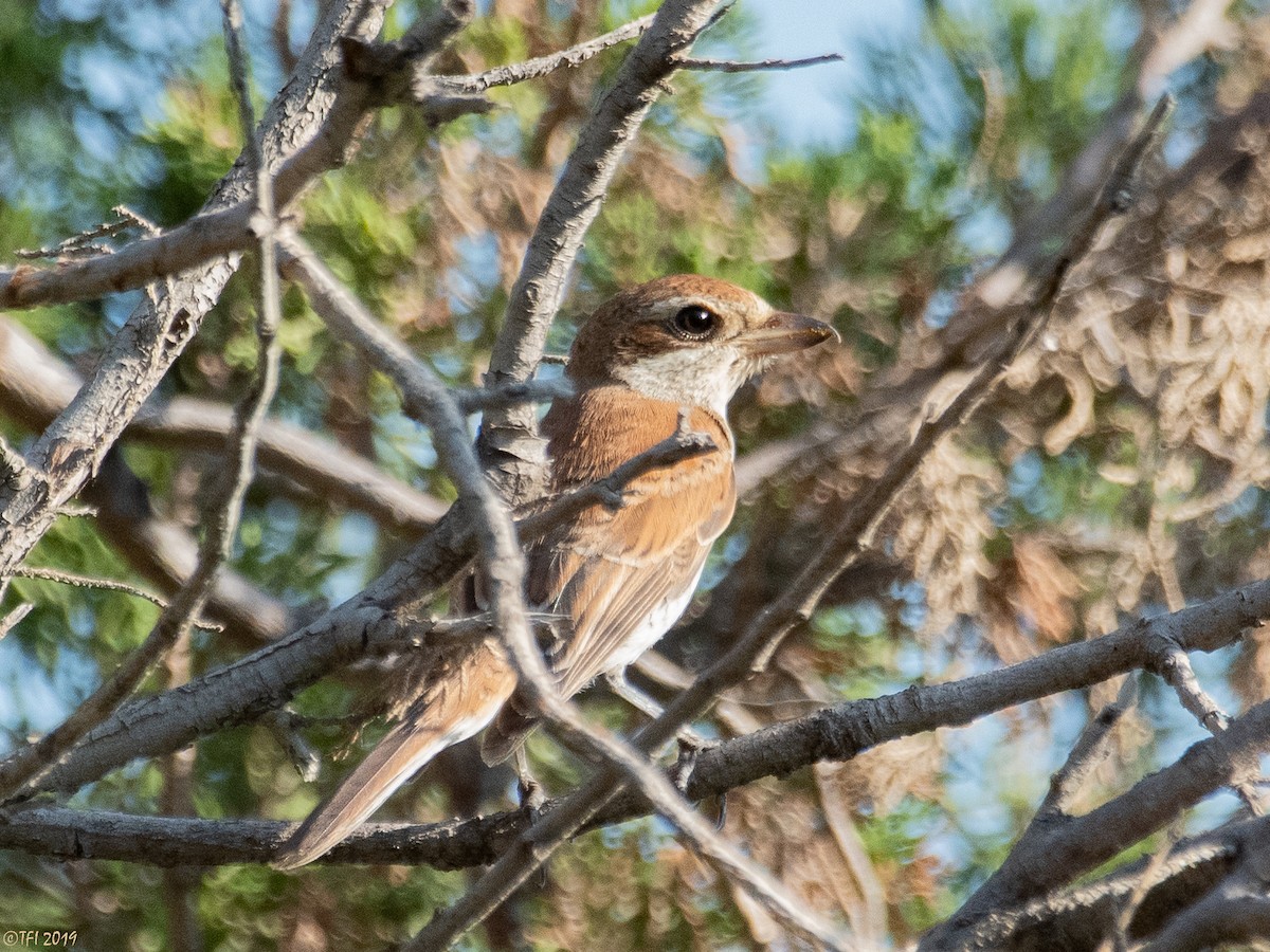 Red-backed Shrike - ML180449981