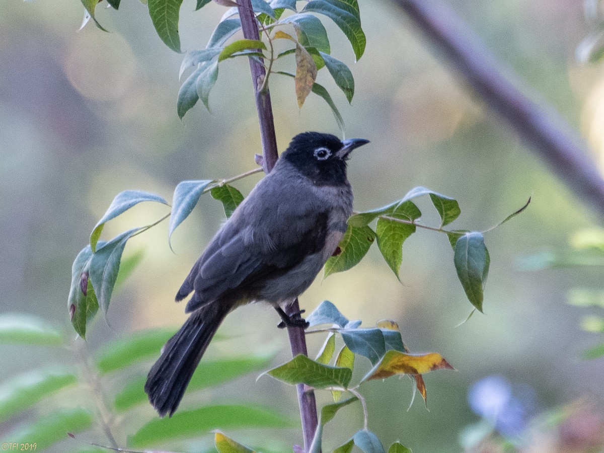 White-spectacled Bulbul - ML180450191