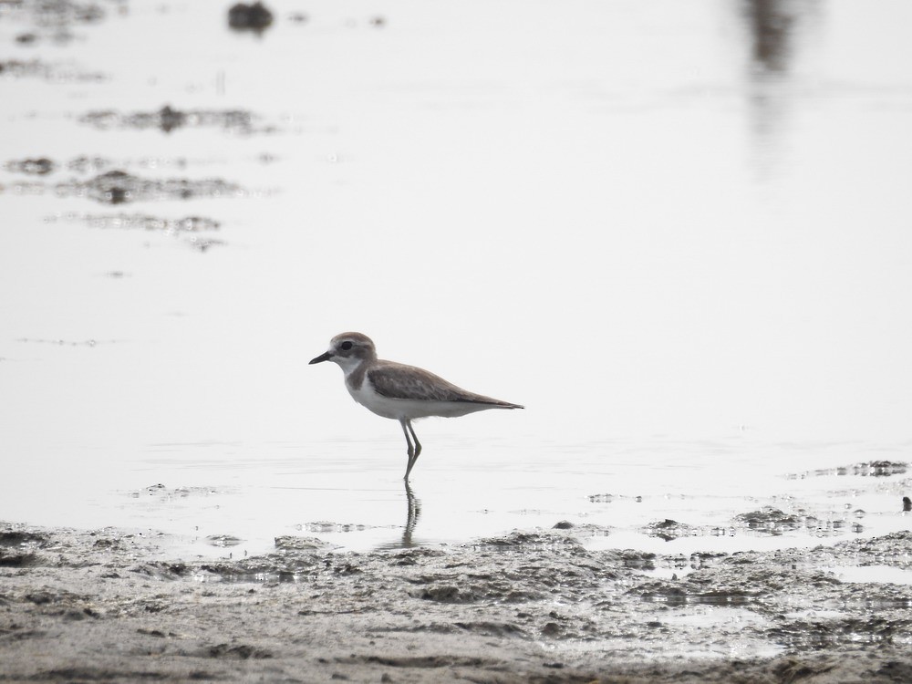 Greater Sand-Plover - ML180450831