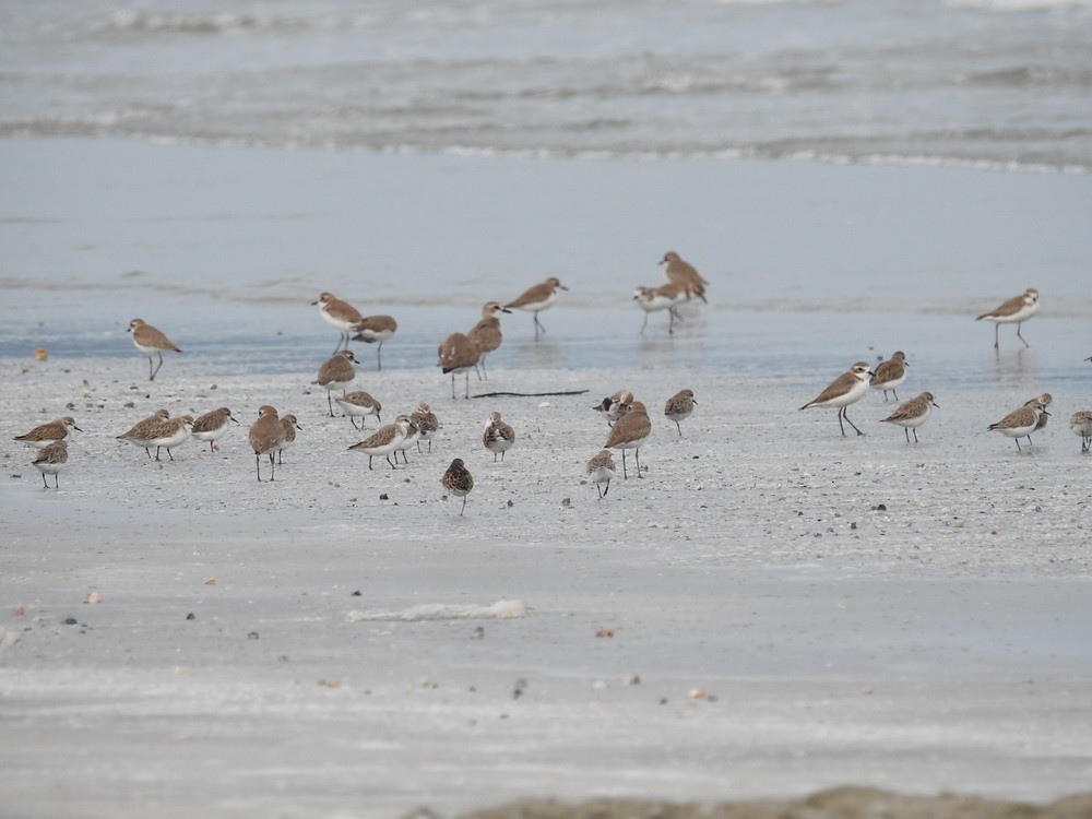 Little Stint - ML180450901