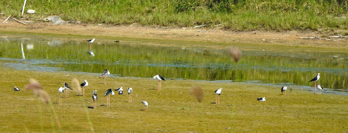 Black-winged Stilt - LA Phanphon