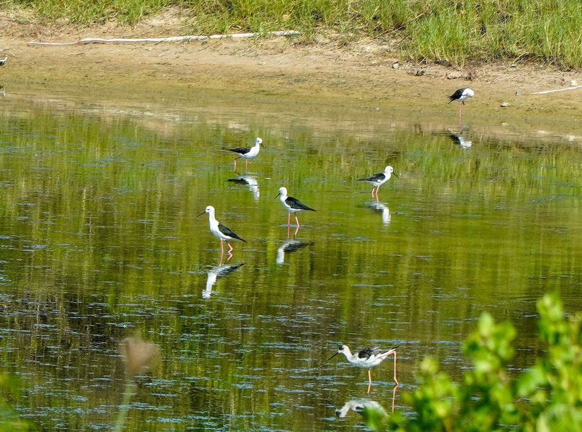 Black-winged Stilt - LA Phanphon