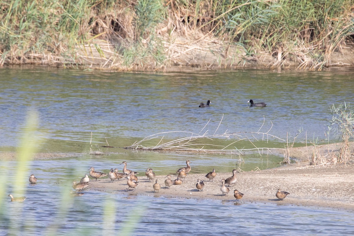 Garganey - ML180459731