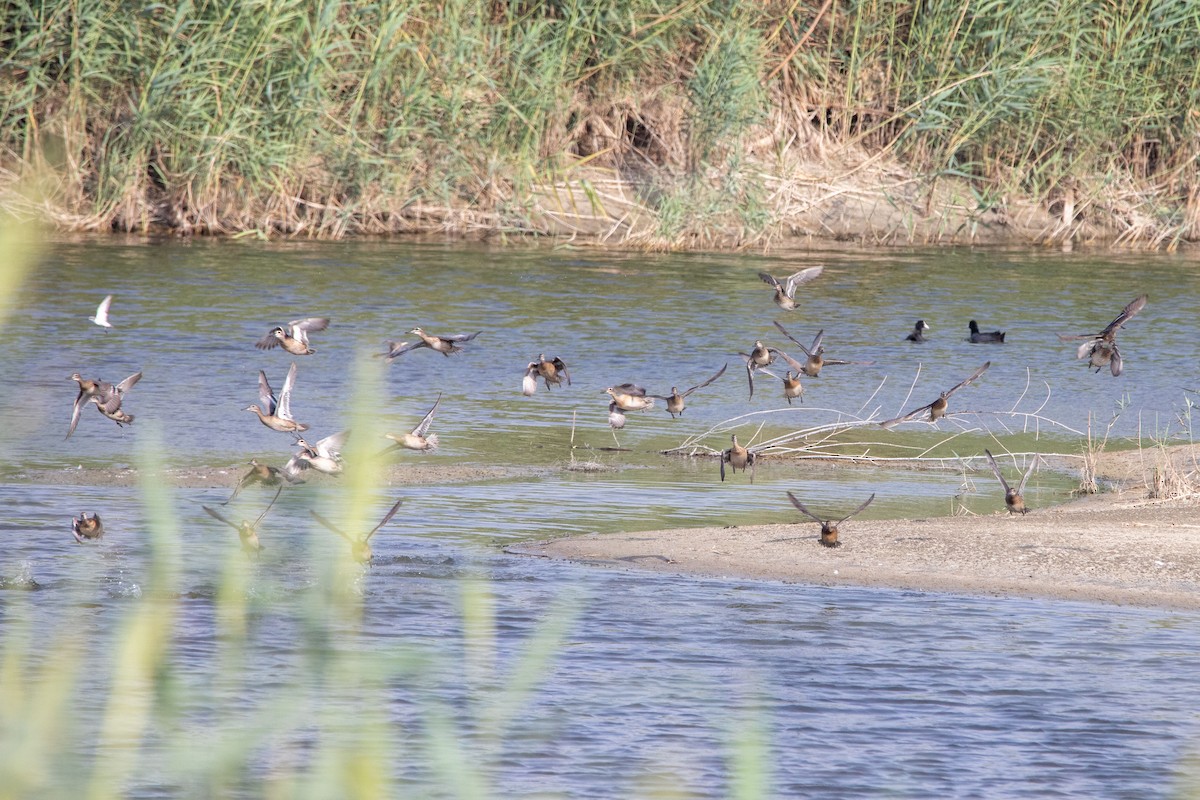 Garganey - ML180459751