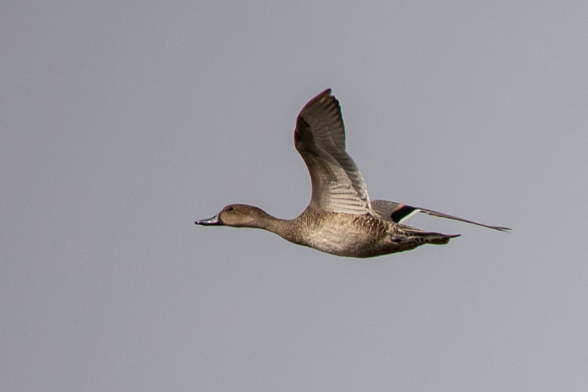 Northern Pintail - ML180459831