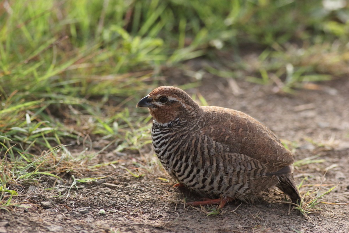 Rock Bush-Quail - ML180462131