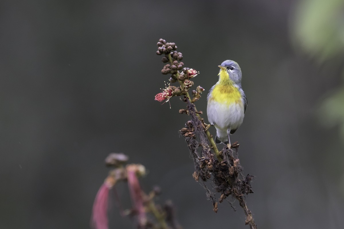 Northern Parula - Jorge Eduardo Ruano