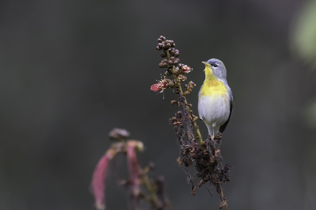 Northern Parula - Jorge Eduardo Ruano