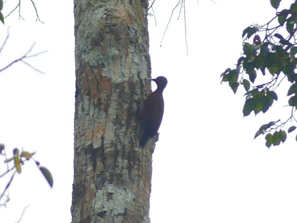 Rufous Woodpecker - ML180462521