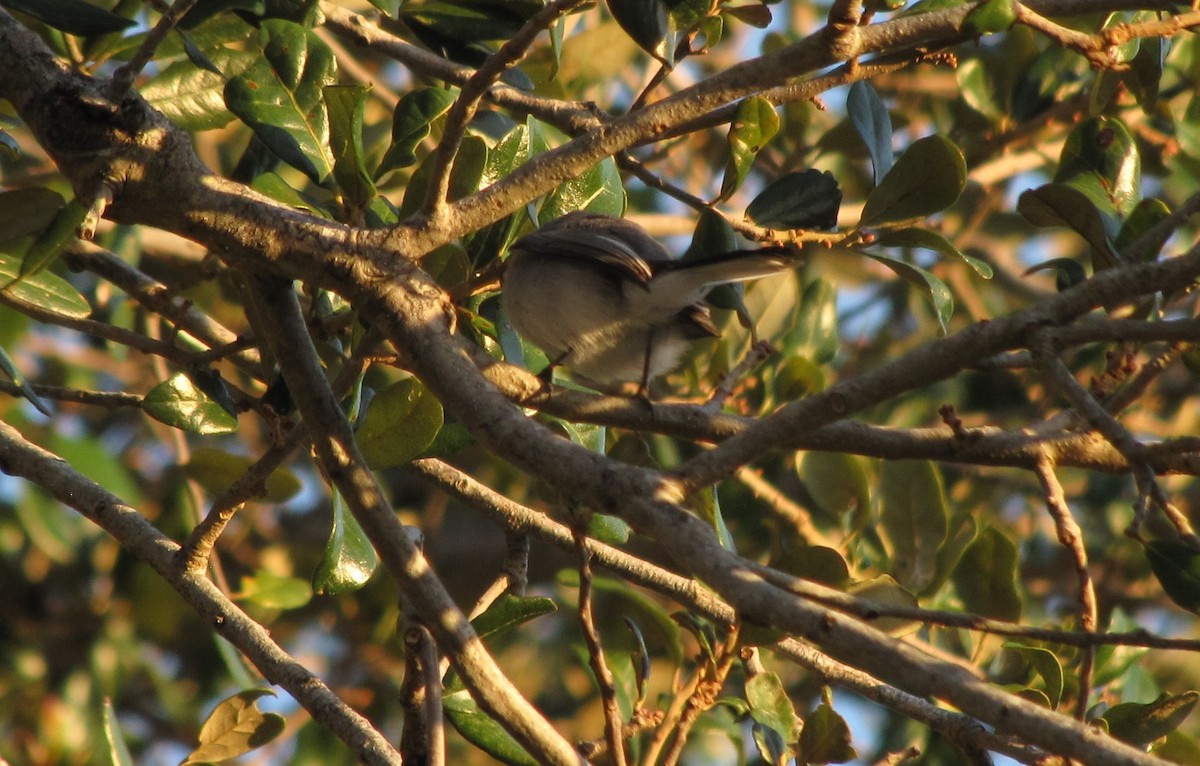 Blue-gray Gnatcatcher - David Ernst