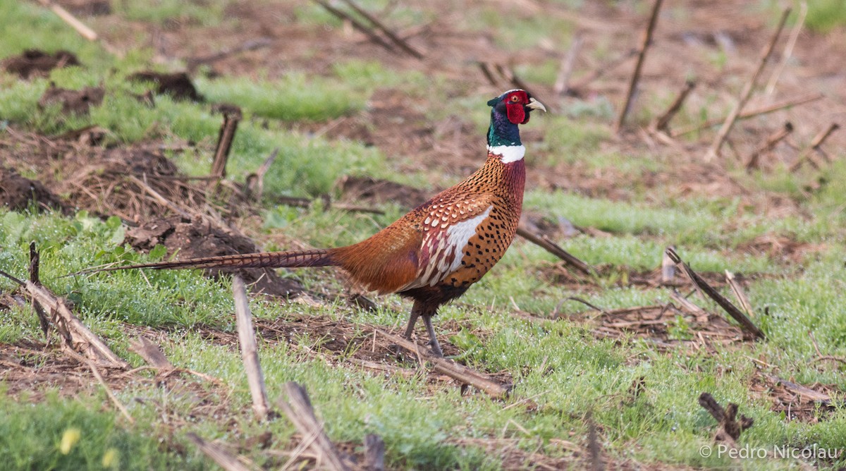 Ring-necked Pheasant - Pedro Nicolau