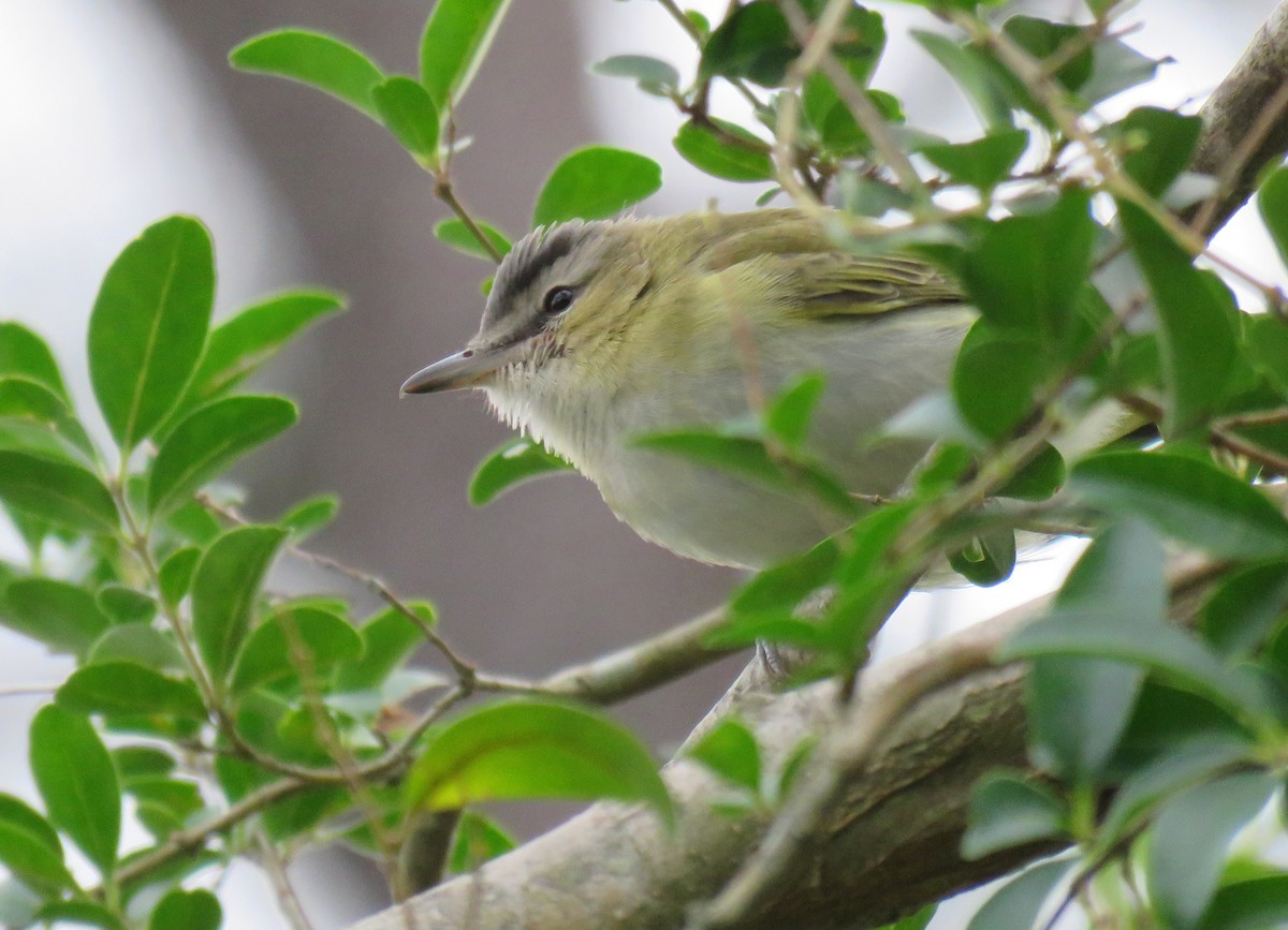 Red-eyed Vireo - Tim Armstrong