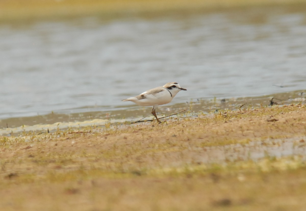 Snowy Plover - ML180466161