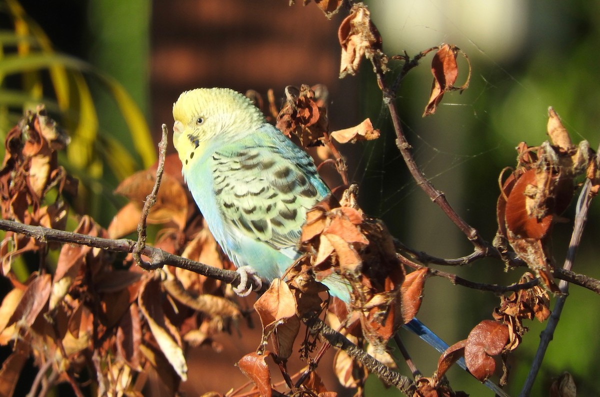 Budgerigar (Domestic type) - Mari Migliore