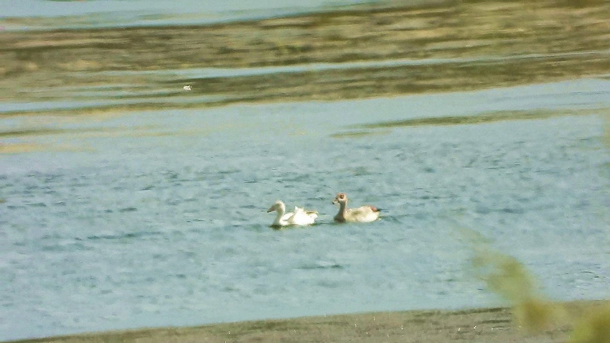 Egyptian Goose - ML180467861