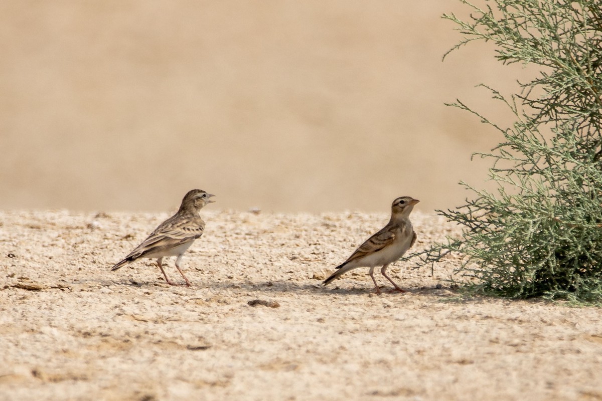 Greater Short-toed Lark - ML180469501