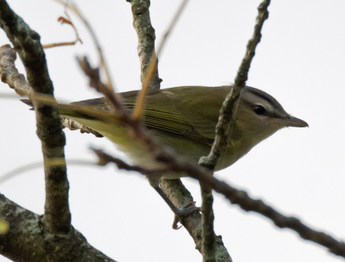 Kızıl Gözlü Vireo - ML180470911