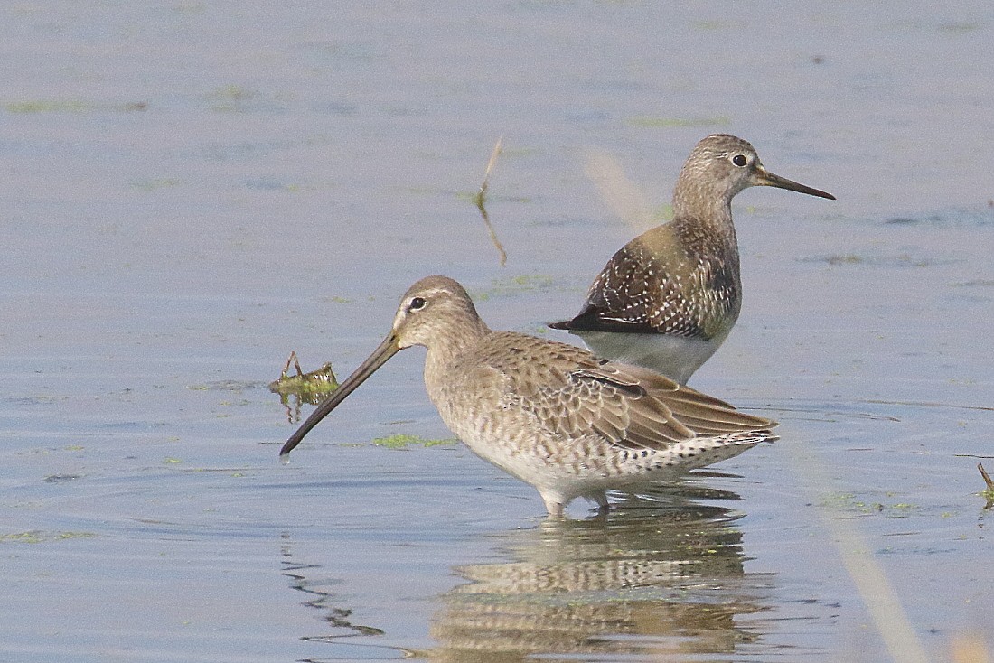 Long-billed Dowitcher - ML180471791