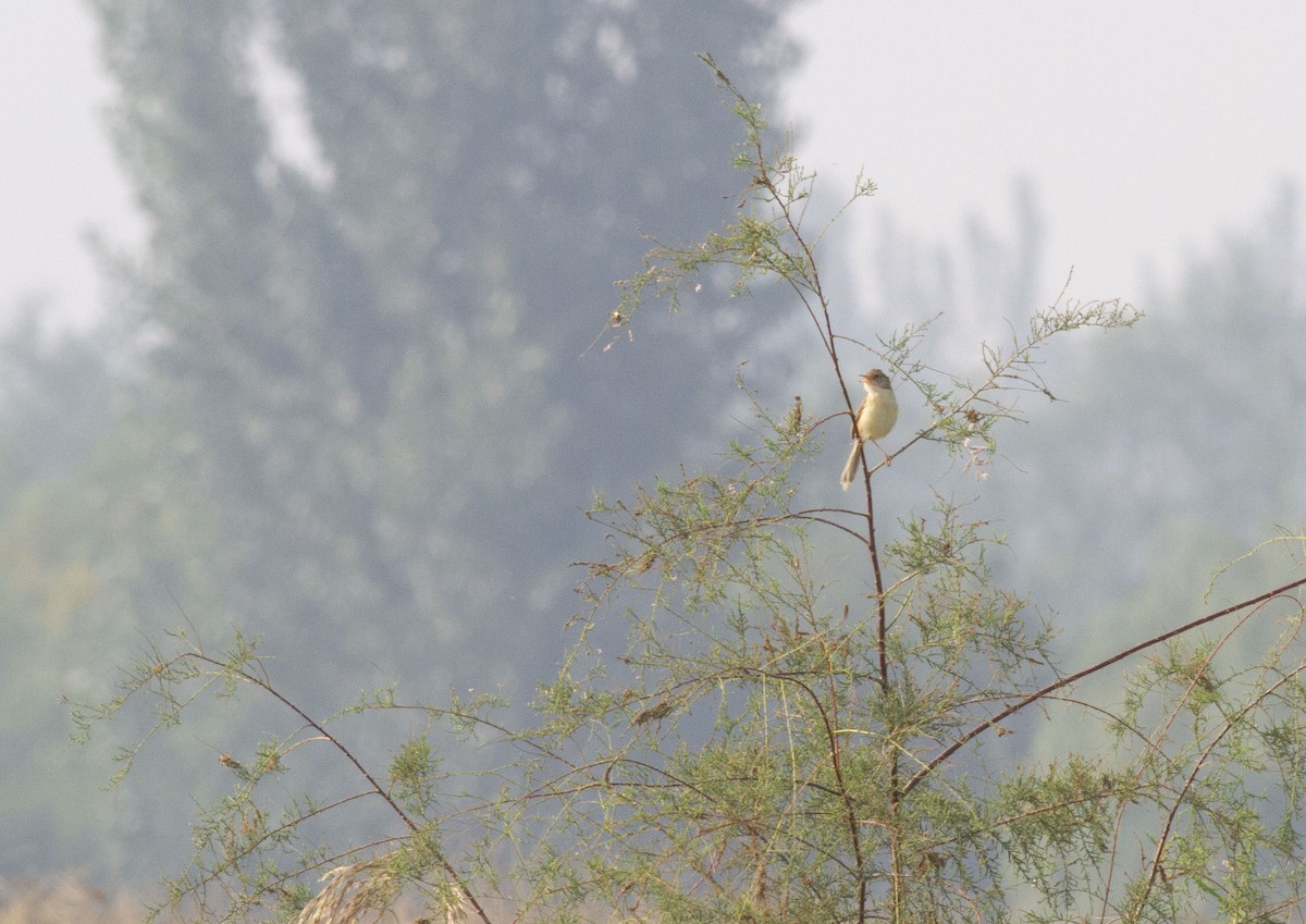 Plain Prinia - ML180471981