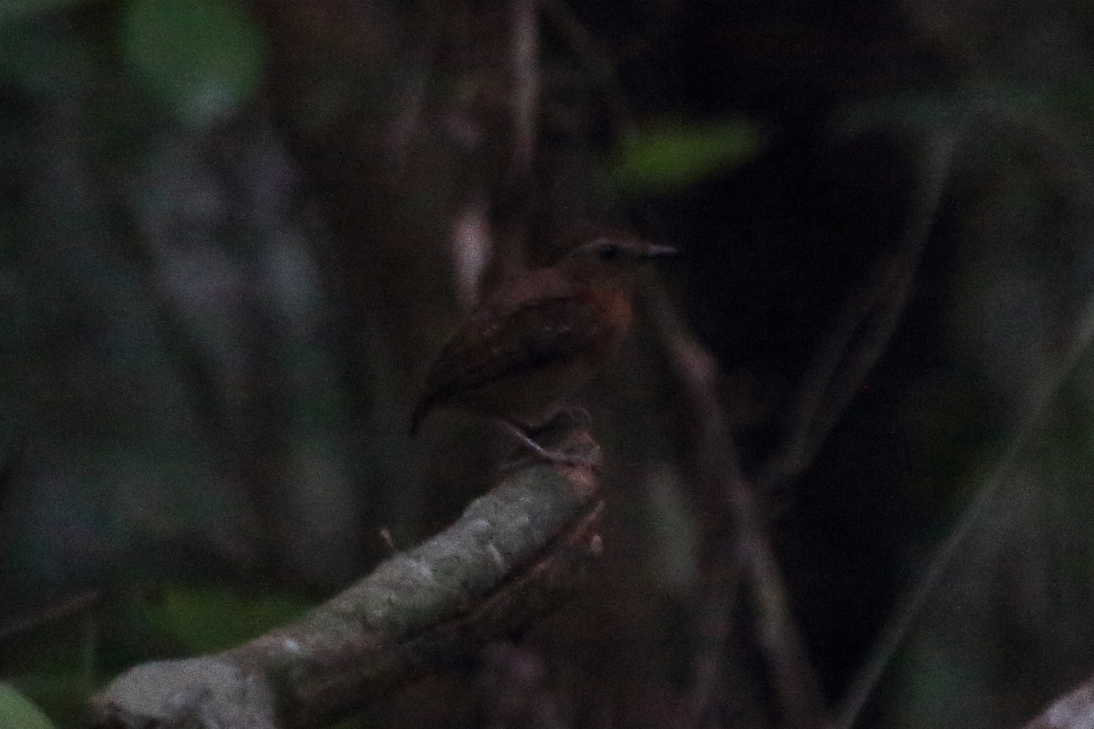 Ash-throated Gnateater - Fabio Olmos