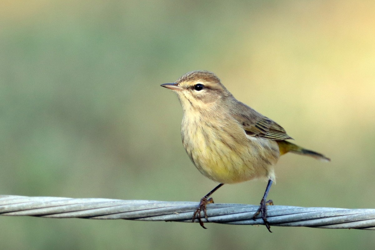 Palm Warbler - ML180473551