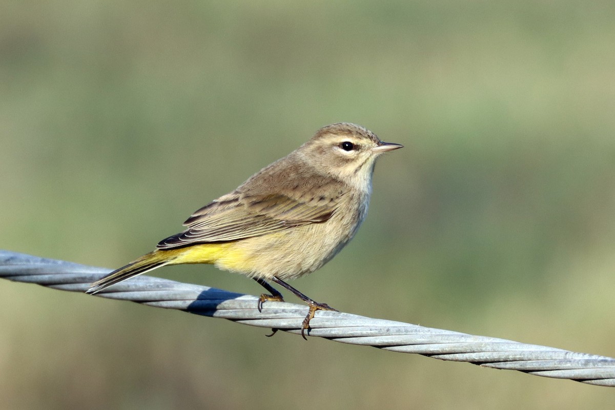 Palm Warbler - ML180473561