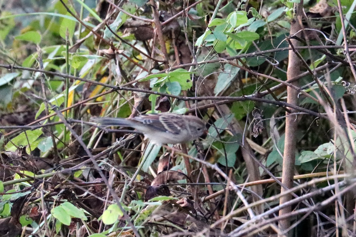 Field Sparrow - ML180473611