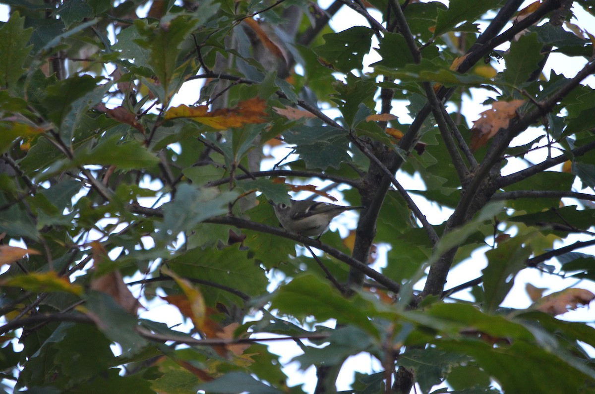 Ruby-crowned Kinglet - ML180473821