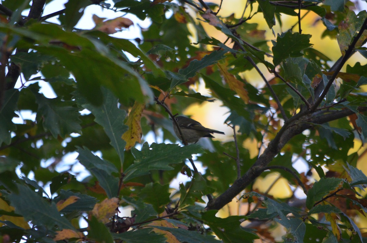 Ruby-crowned Kinglet - ML180473831