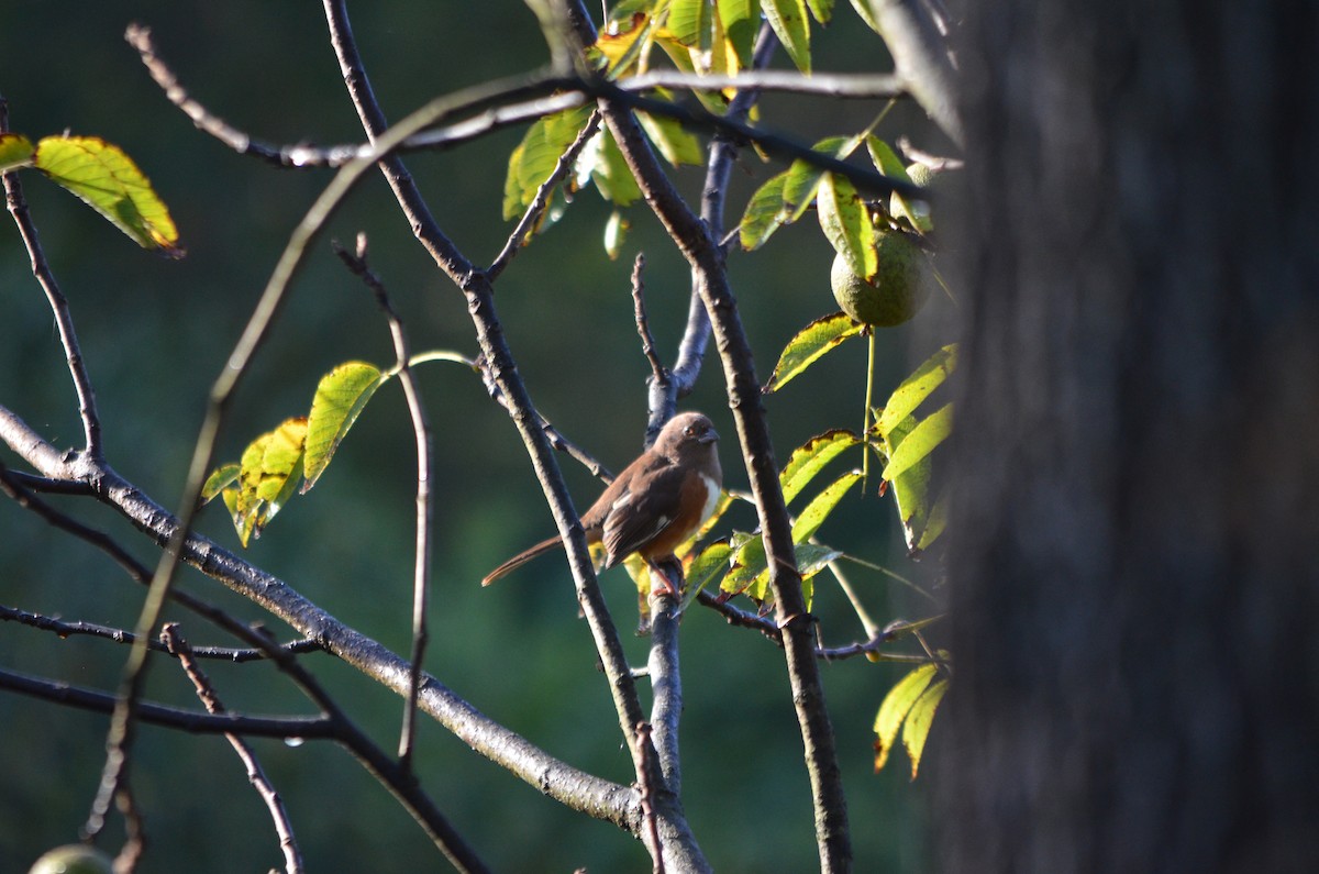 Eastern Towhee - ML180474031