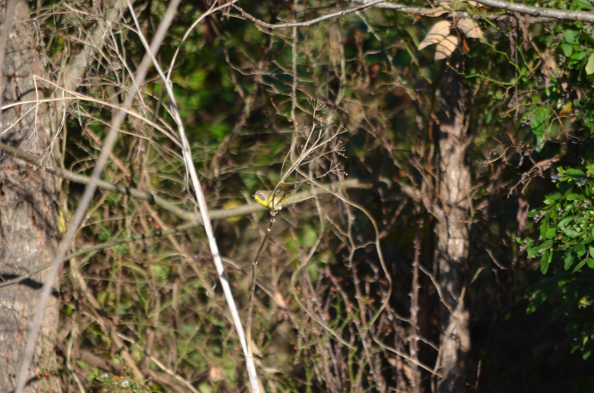 Common Yellowthroat - ML180474051