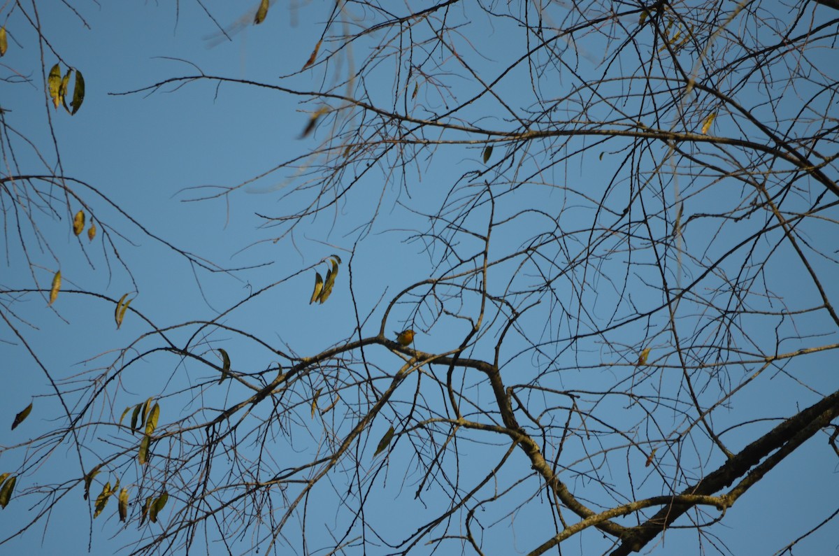 Blackburnian Warbler - ML180474081