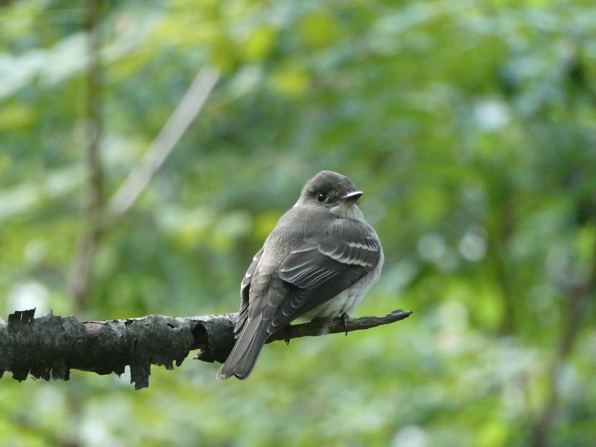 Eastern Wood-Pewee - ML180474771