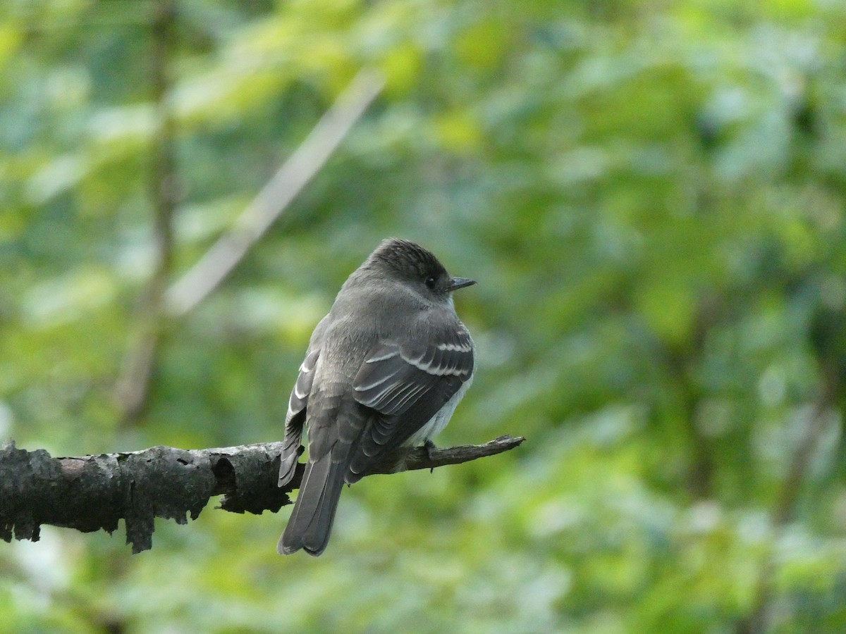 Eastern Wood-Pewee - ML180474881