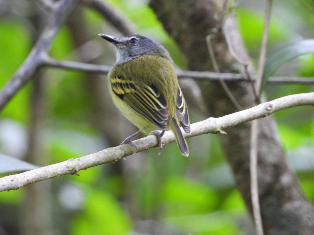 Slate-headed Tody-Flycatcher - ML180476561