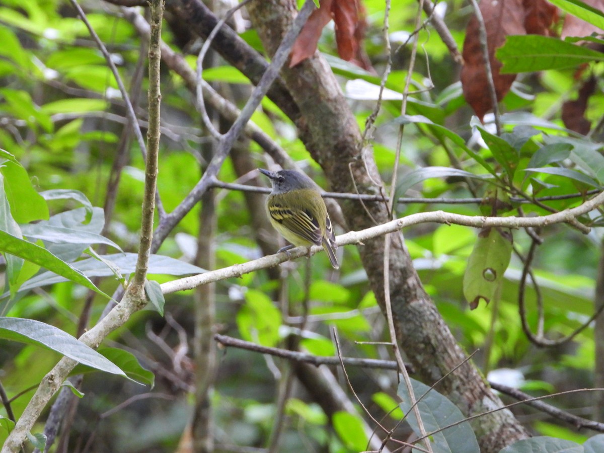 Slate-headed Tody-Flycatcher - ML180476571