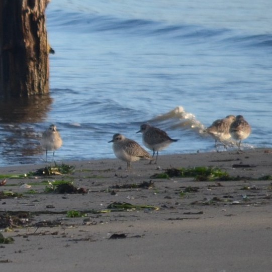 Black-bellied Plover - Team Sidhu-White