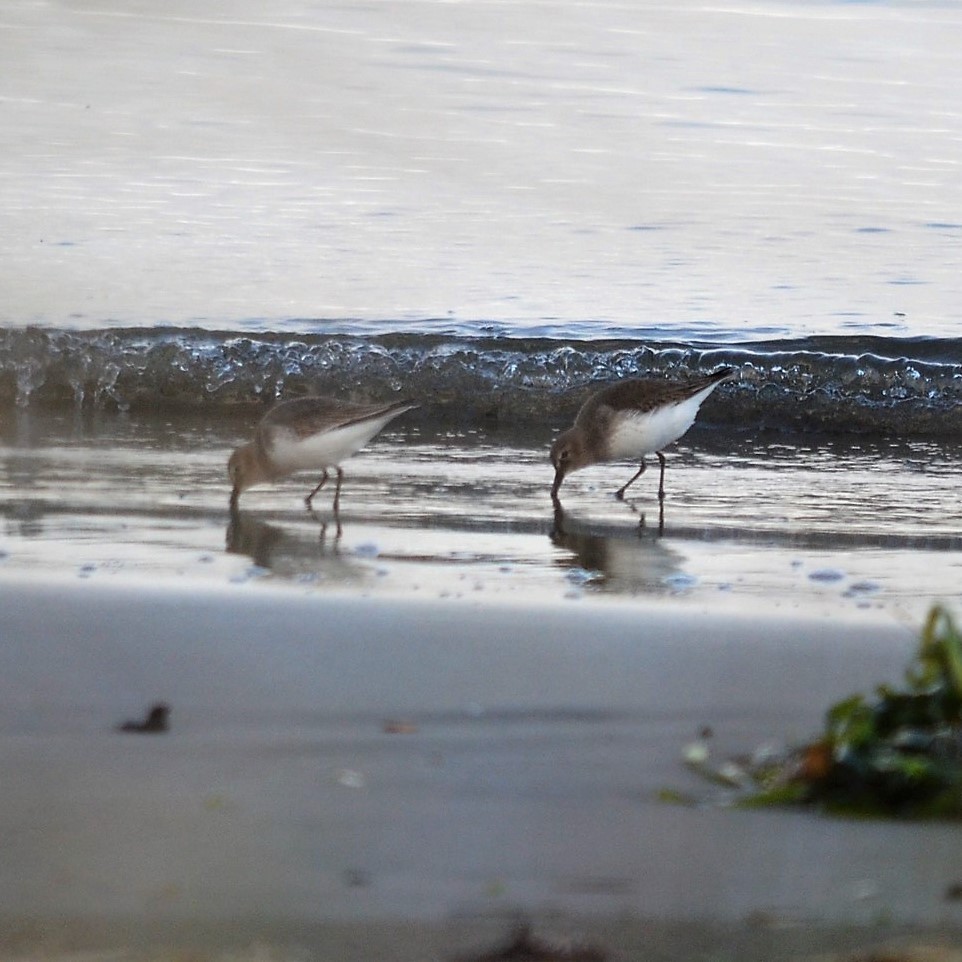 Black-bellied Plover - Team Sidhu-White