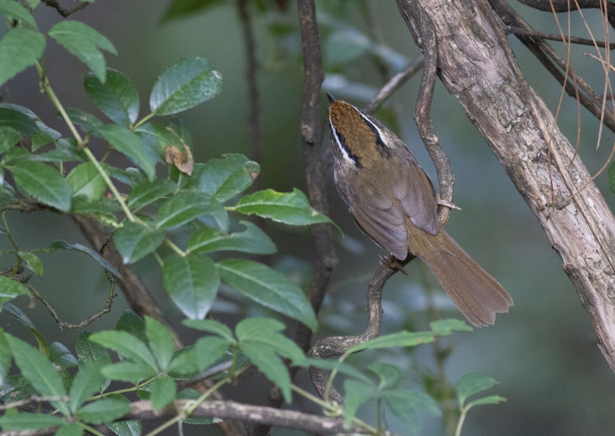 Rusty-capped Fulvetta - Benjamin Van Doren