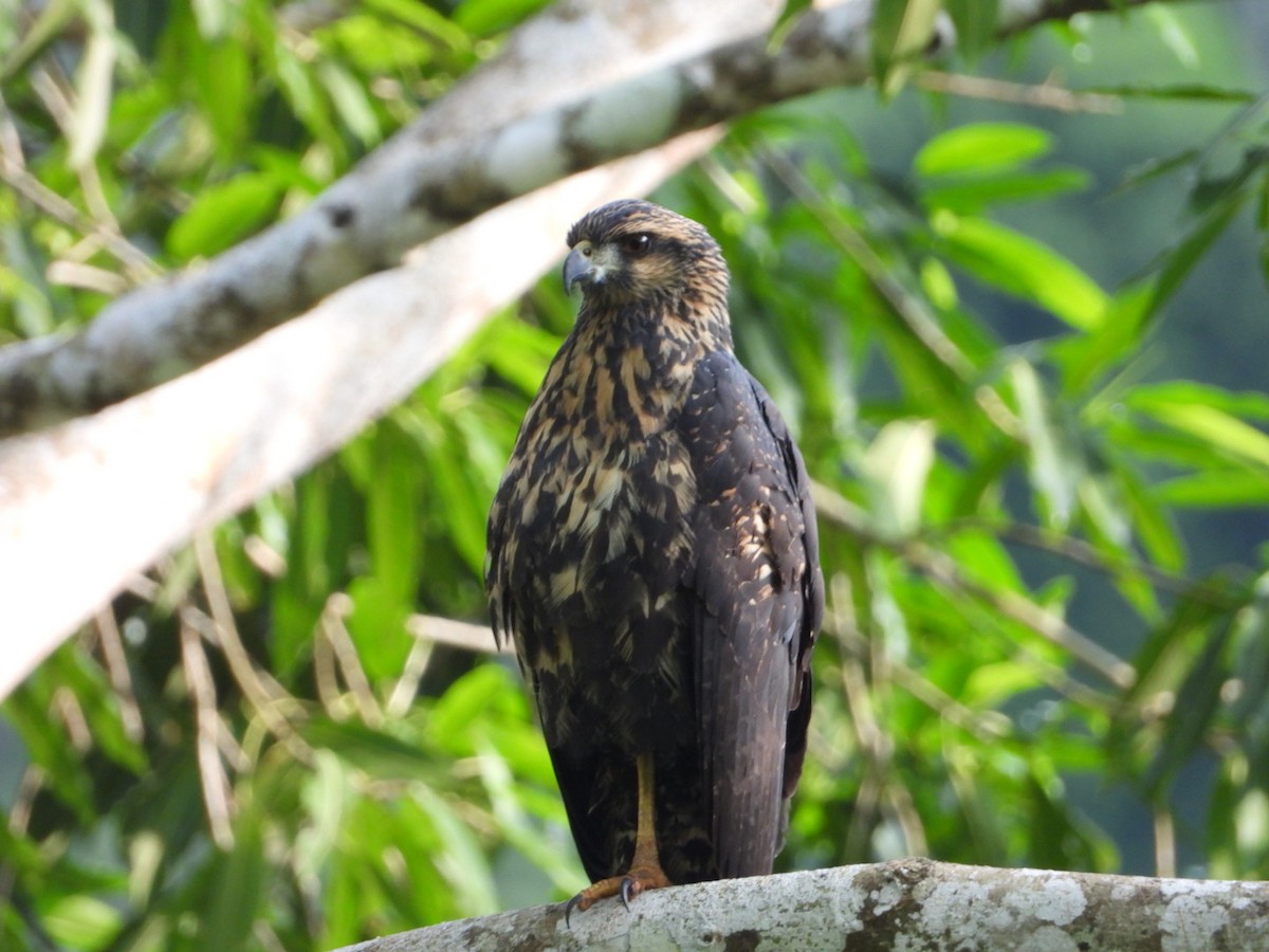 Great Black Hawk - Robert Salisbury