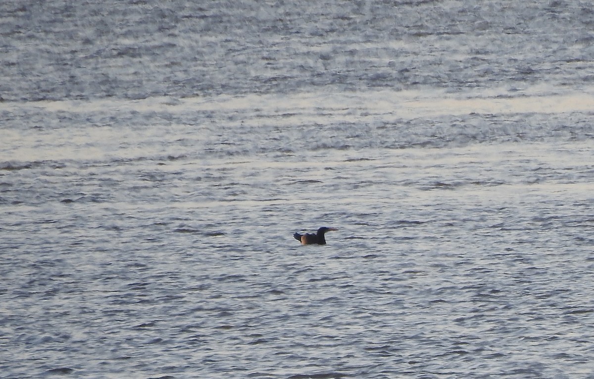 Brown Booby - ML180478611