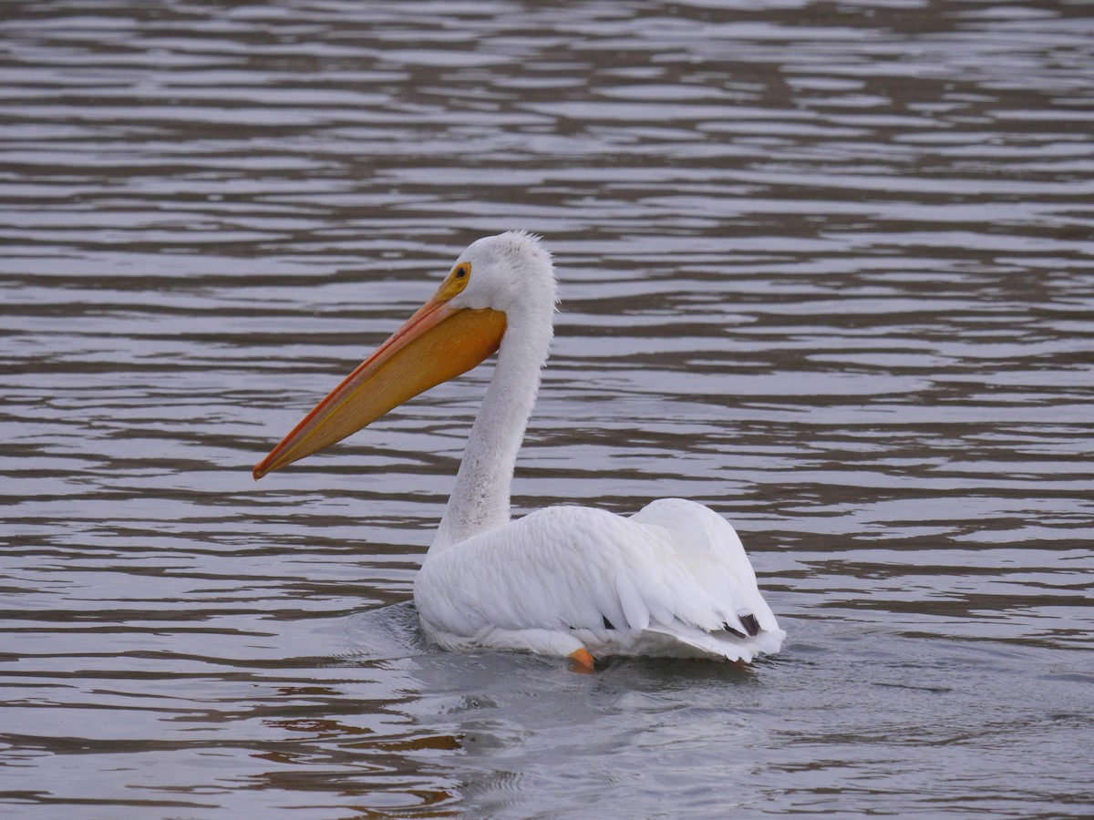 pelikán severoamerický - ML180481091