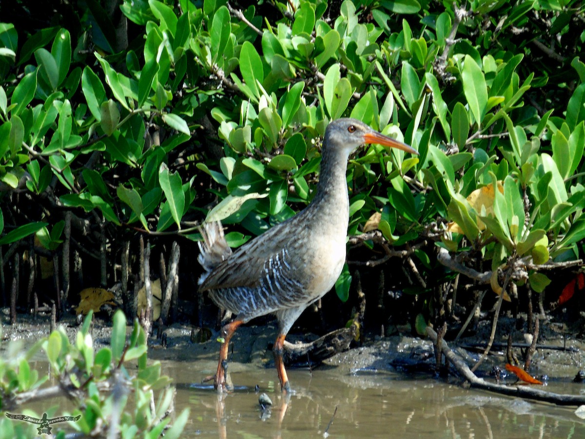 Mangrove Rail - ML180482331