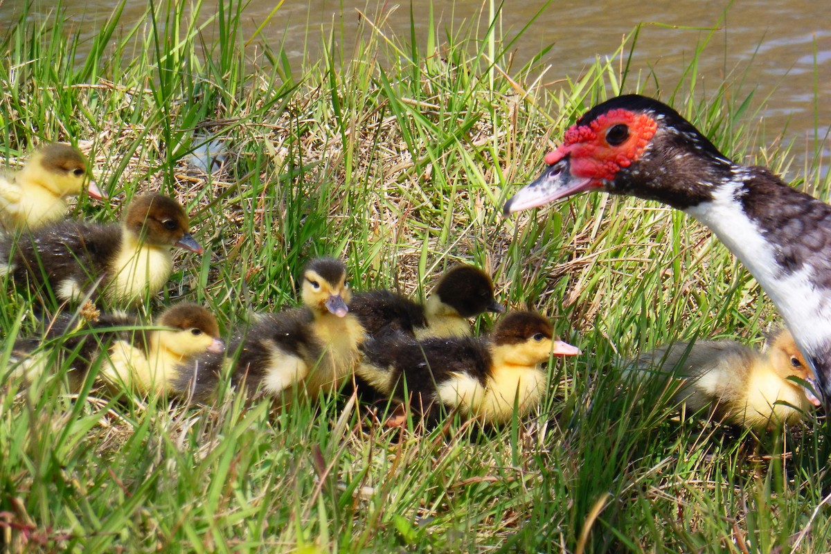 Muscovy Duck (Domestic type) - ML180483401